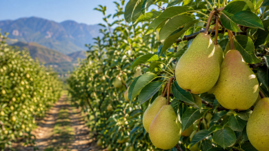 Pear Sector Investment Rises in Provinces