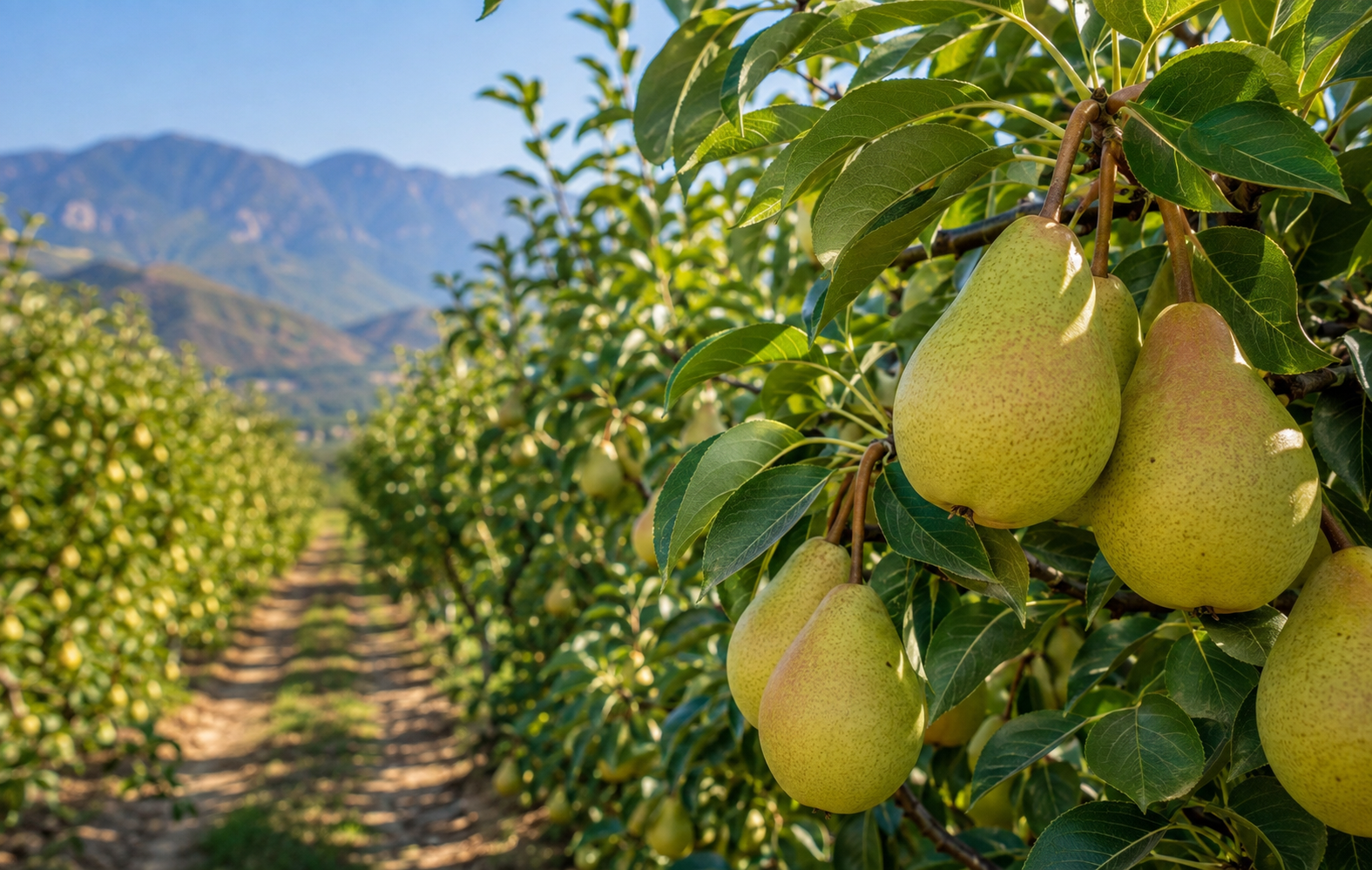 Pear Sector Investment Rises in Provinces