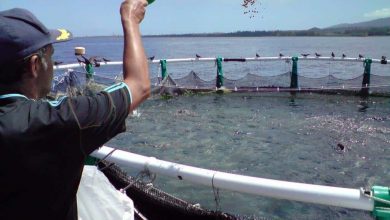 Algeria's Aquaculture Production Soars, Bolstering Food Security and Economic Diversification