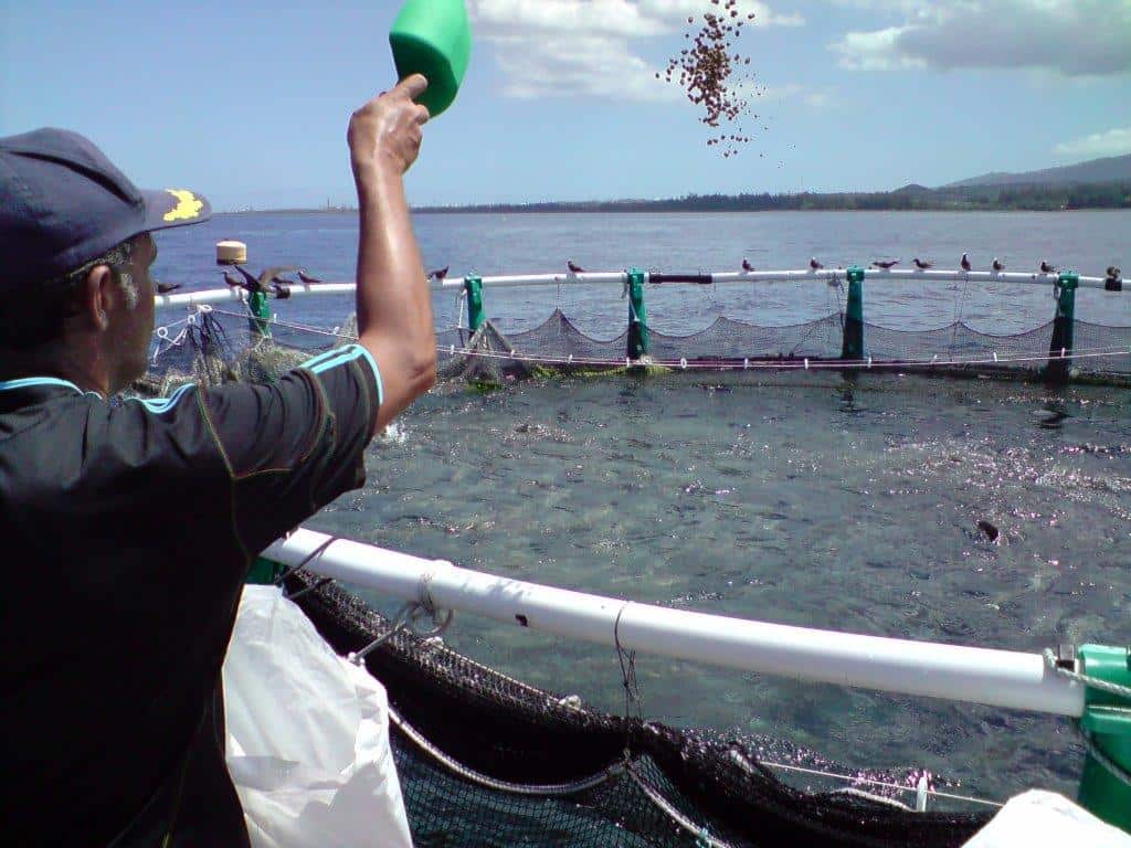 Algeria's Aquaculture Production Soars, Bolstering Food Security and Economic Diversification