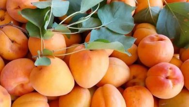 Africa's Leading Apricot Producer Joins World's Top Five
