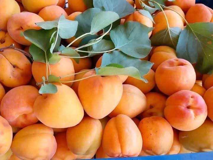Africa's Leading Apricot Producer Joins World's Top Five