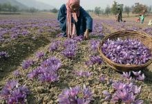Saffron Cultivation Grows to Over 58 Hectares in Algeria