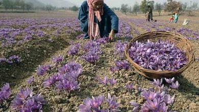 Saffron Cultivation Grows to Over 58 Hectares in Algeria