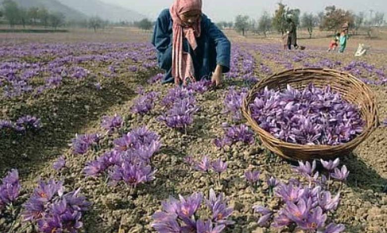 Saffron Cultivation Grows to Over 58 Hectares in Algeria