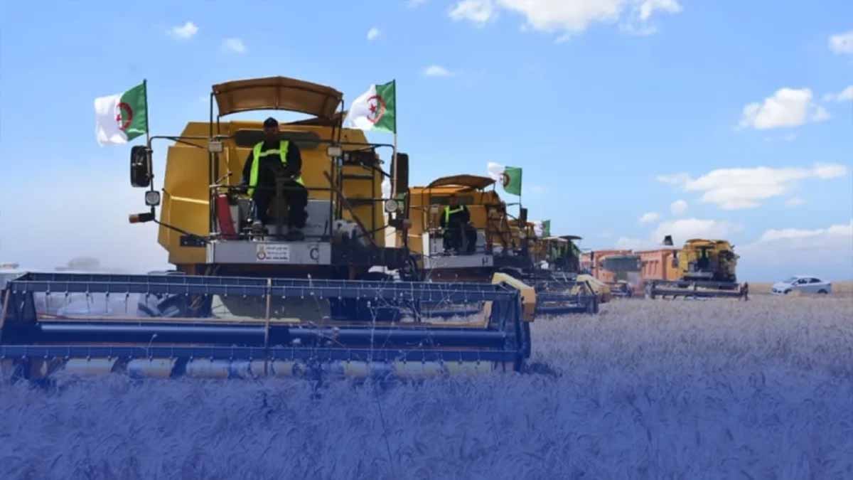 Five Million Tons: Algeria's Cereal Harvest Highest Since 2019