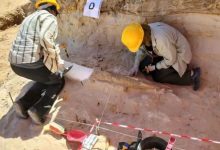 Tighennif Site Yields 2.35-Meter Prehistoric Elephant Tusk