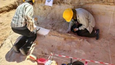 Tighennif Site Yields 2.35-Meter Prehistoric Elephant Tusk