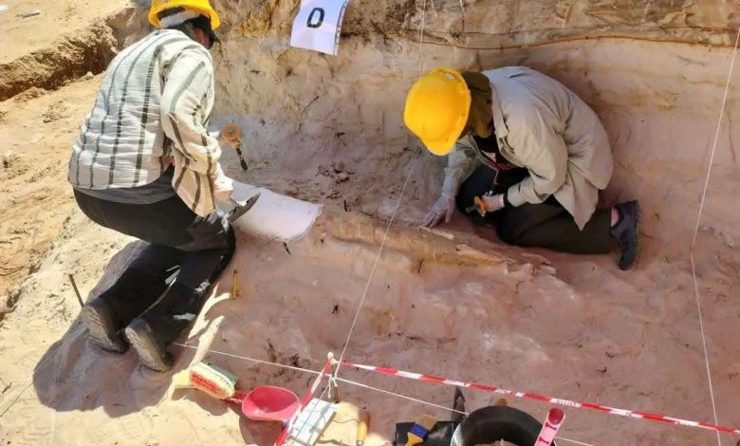Tighennif Site Yields 2.35-Meter Prehistoric Elephant Tusk