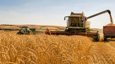 National cereal production set for 2026 record of 5 million tons