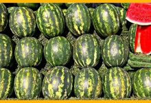 Arab Watermelon Production Led by Algeria, Fourth Globally