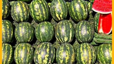 Arab Watermelon Production Led by Algeria, Fourth Globally