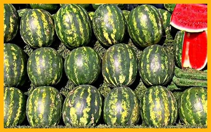 Arab Watermelon Production Led by Algeria, Fourth Globally