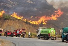 Tebboune Mandates Death Penalty for Forest Arson