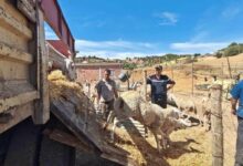 Médéa Farmers Receive Sheep Compensation Post-Fires