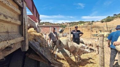 Médéa Farmers Receive Sheep Compensation Post-Fires