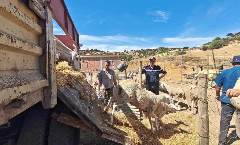 Médéa Farmers Receive Sheep Compensation Post-Fires