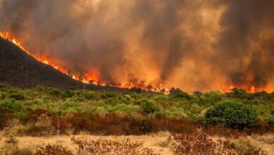 Commerce Minister Directs Essential Supply Continuity in Wildfire Regions