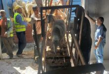 Skikda Farmers Receive Livestock Aid for Fire Recovery