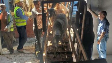 Skikda Farmers Receive Livestock Aid for Fire Recovery