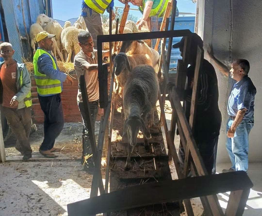 Skikda Farmers Receive Livestock Aid for Fire Recovery
