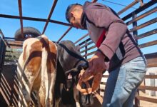 Annaba, Guelma Fire Victims Receive Livestock Compensation