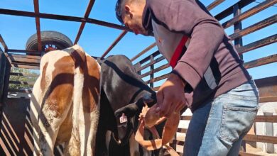 Annaba, Guelma Fire Victims Receive Livestock Compensation