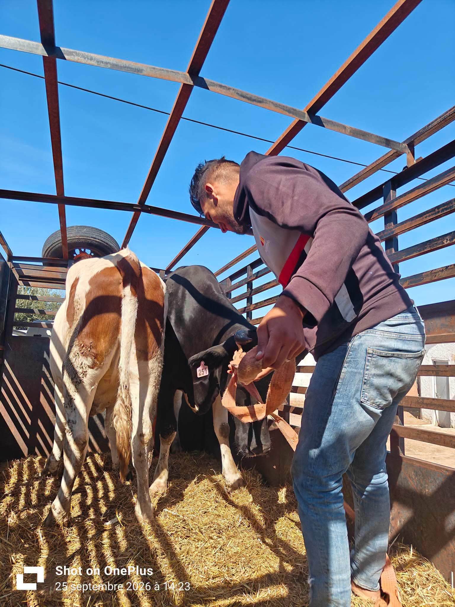 Annaba, Guelma Fire Victims Receive Livestock Compensation