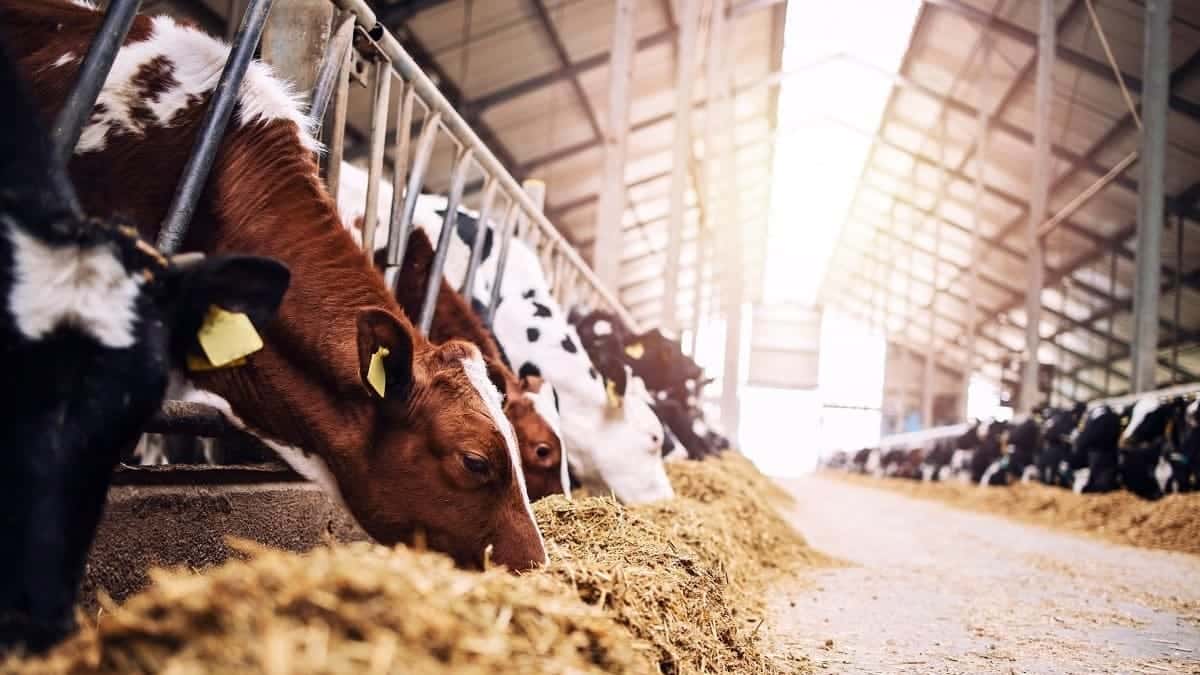 Baladna Algeria Farm Project Begins Production with US Cattle Arrival