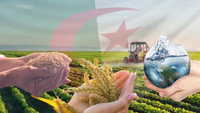 Domestic Harvests Strengthen Algeria's Food Sovereignty