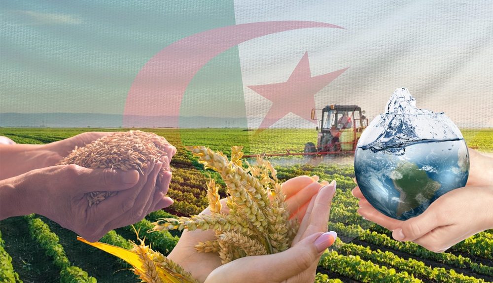 Domestic Harvests Strengthen Algeria's Food Sovereignty