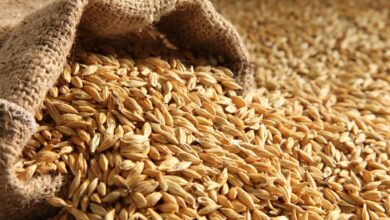 Italian-Algerian Venture Expands Saharan Wheat Cultivation