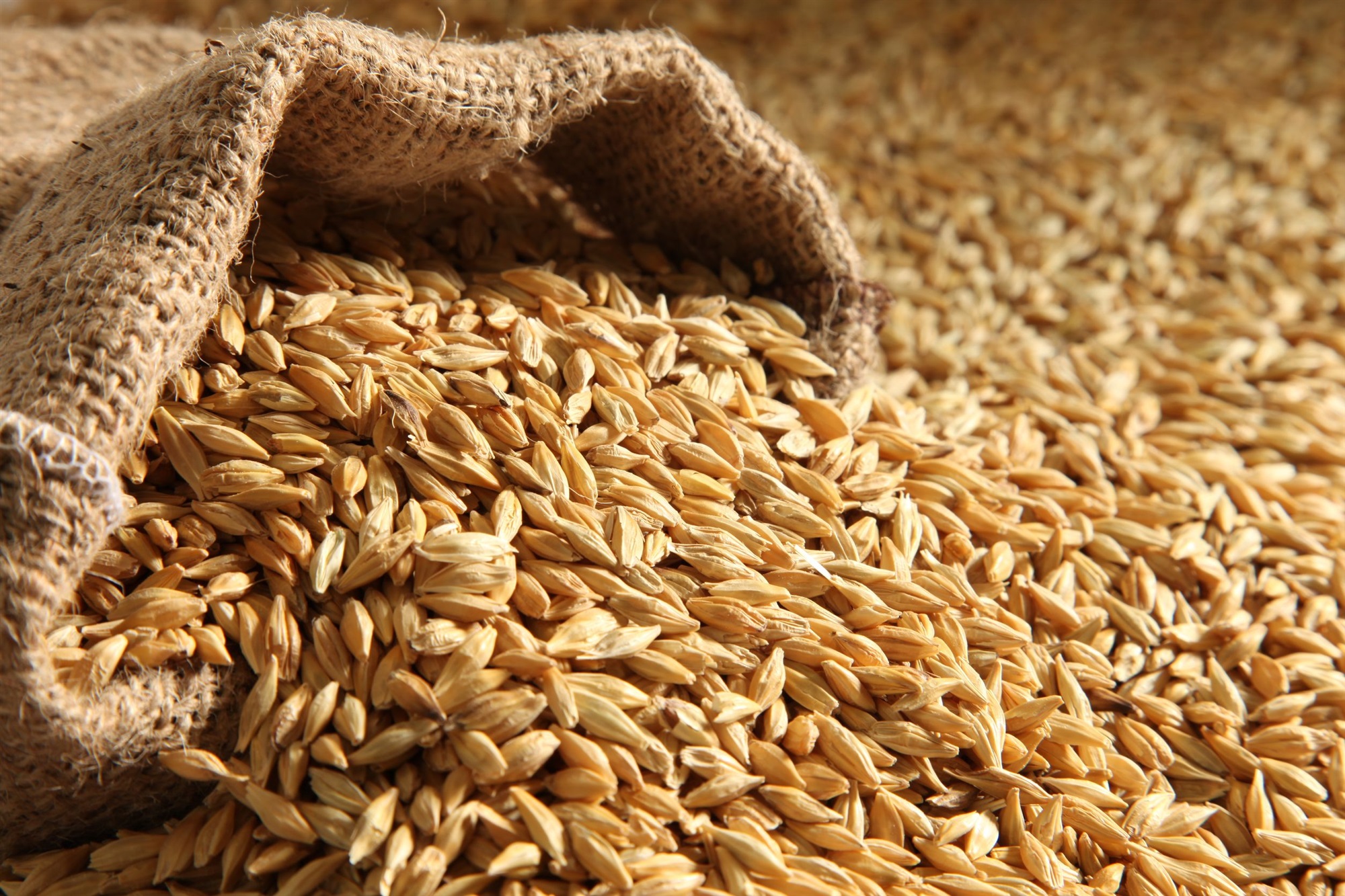 Italian-Algerian Venture Expands Saharan Wheat Cultivation