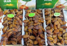 African Date Market: Algeria Set for Top Export Spot