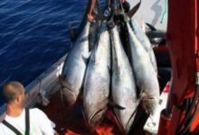 Ministerial Decree Outlines New Red Tuna Fishing Rules