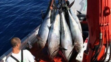 Ministerial Decree Outlines New Red Tuna Fishing Rules
