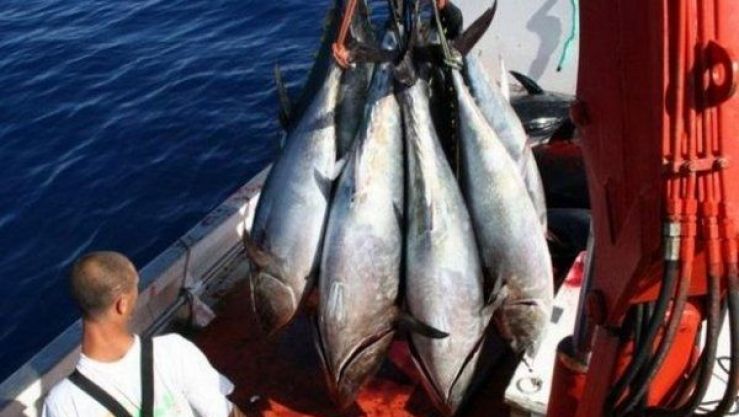 Ministerial Decree Outlines New Red Tuna Fishing Rules