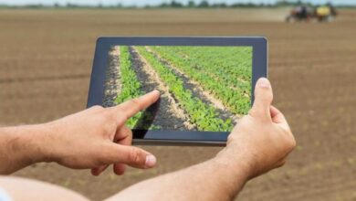 Italian Companies Set to Visit Algiers for Agricultural Innovation