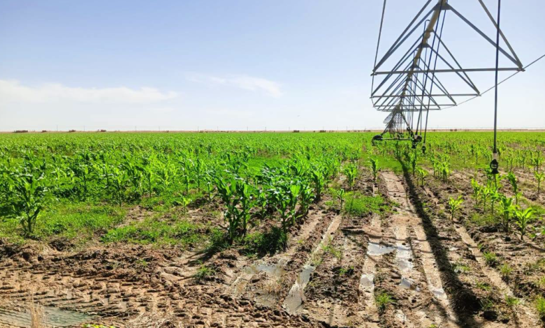 Ouargla Launches 429 km Agricultural Electrification Project