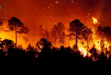 Diaspora in France Organizes Aid Convoy for Jijel Wildfire Victims