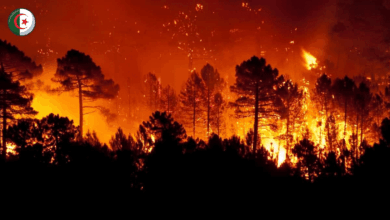 Diaspora in France Organizes Aid Convoy for Jijel Wildfire Victims