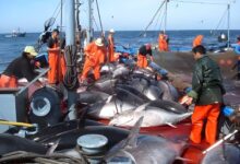 New Red Tuna Regulations Enhance National Fishing Practices