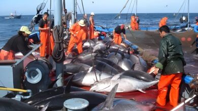 New Red Tuna Regulations Enhance National Fishing Practices
