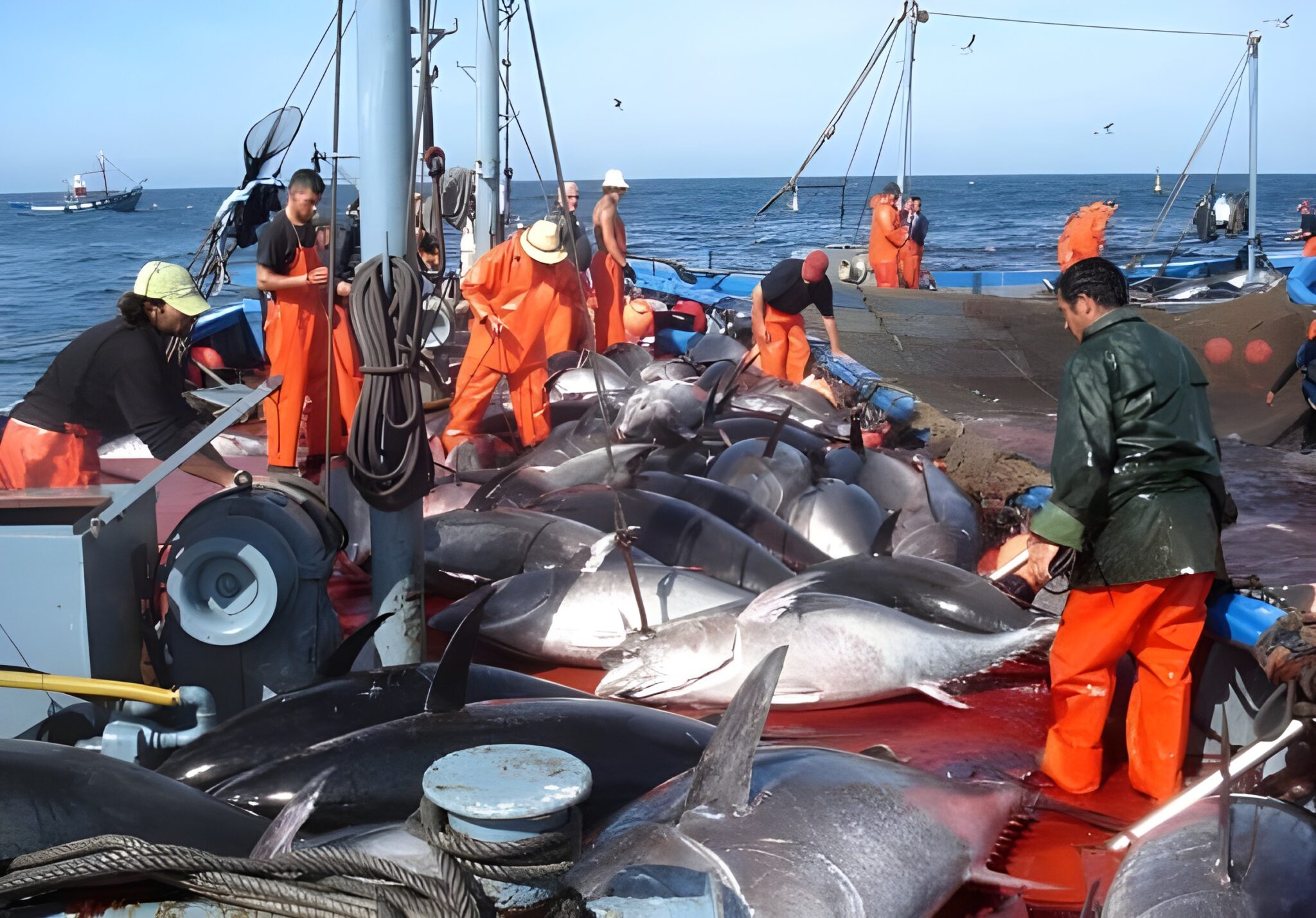 New Red Tuna Regulations Enhance National Fishing Practices