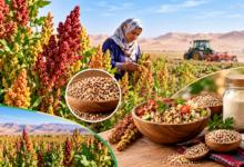 Quinoa Cultivation Expands Across Algerian Arid Regions