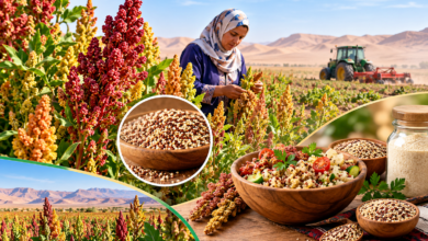 Quinoa Cultivation Expands Across Algerian Arid Regions
