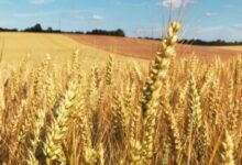 Relizane Province Collects Over Million Quintals of Cereal