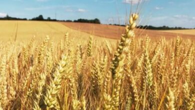 Relizane Province Collects Over Million Quintals of Cereal