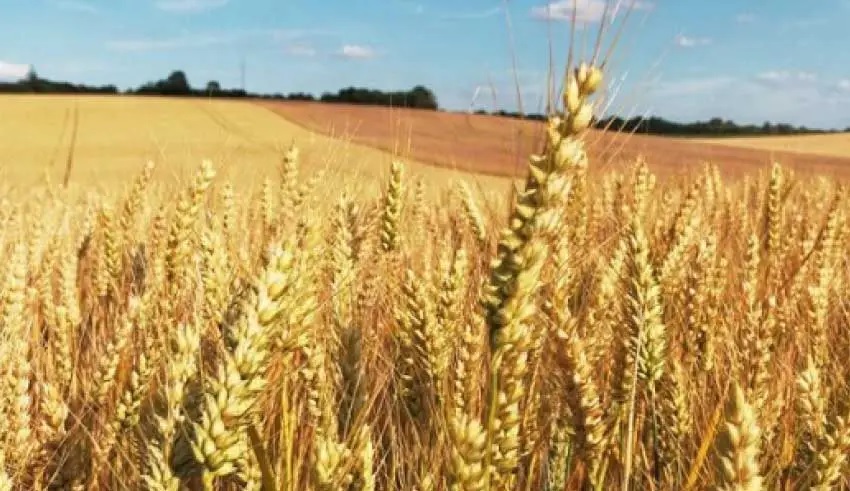 Relizane Province Collects Over Million Quintals of Cereal