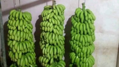 Greenhouse Banana Farming Potential Seen in Jijel